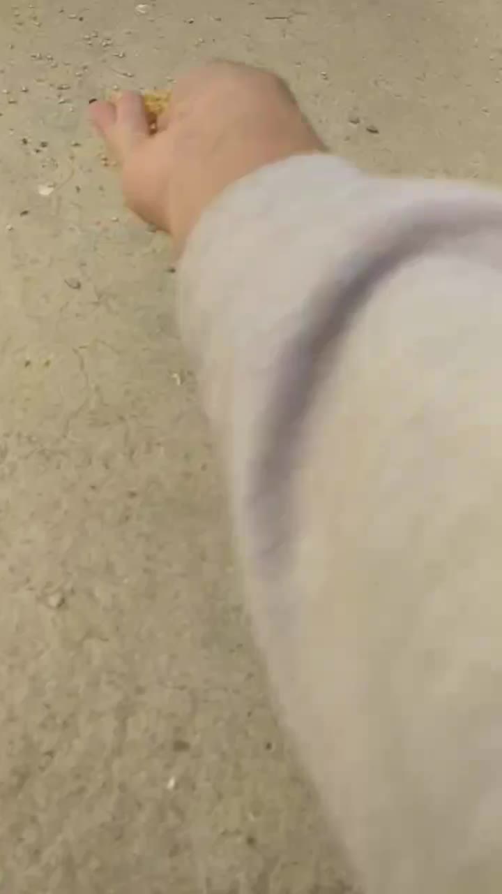 مرغ و خروس|حیوانات مزرعه|فردیس, شهرک ناز|دیوار