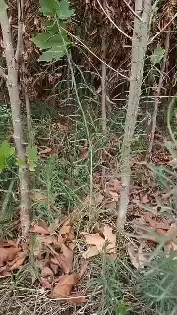 فروش انواع نهال|خدمات باغبانی و درختکاری|شهرکرد, |دیوار