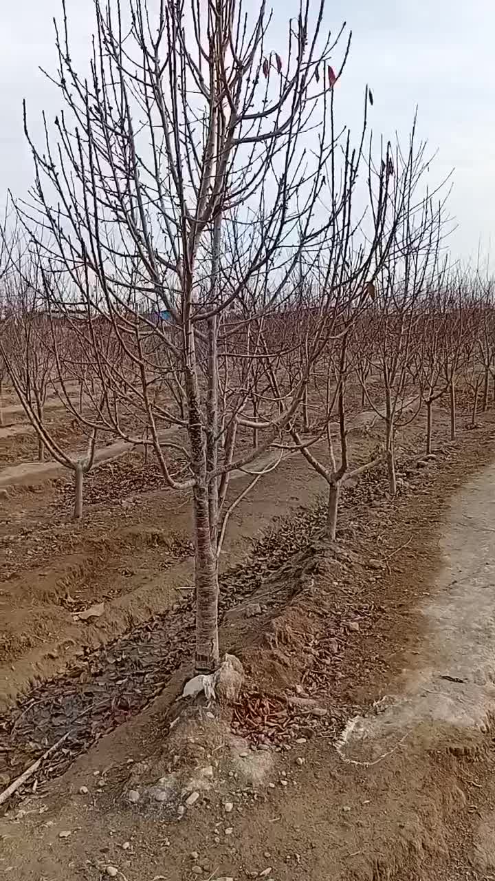 درخت میوه|گل و گیاه طبیعی|رباط‌کریم, انجم آباد|دیوار