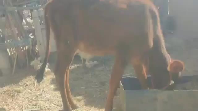 فروش سریع گوساله و بزغاله|حیوانات مزرعه|بم پشت, |دیوار