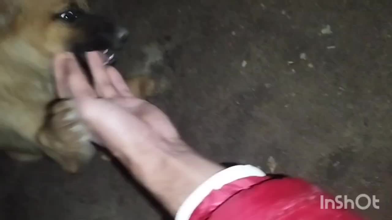 واگذاری دوتا توله مالینیوز و مادرش|سگ|بوئین زهرا, |دیوار