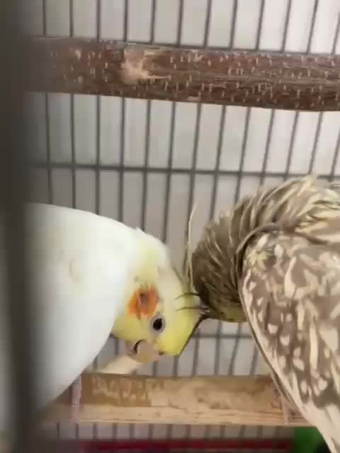 عروس هلندی خانگی سالم دستی|پرنده|رودهن, |دیوار