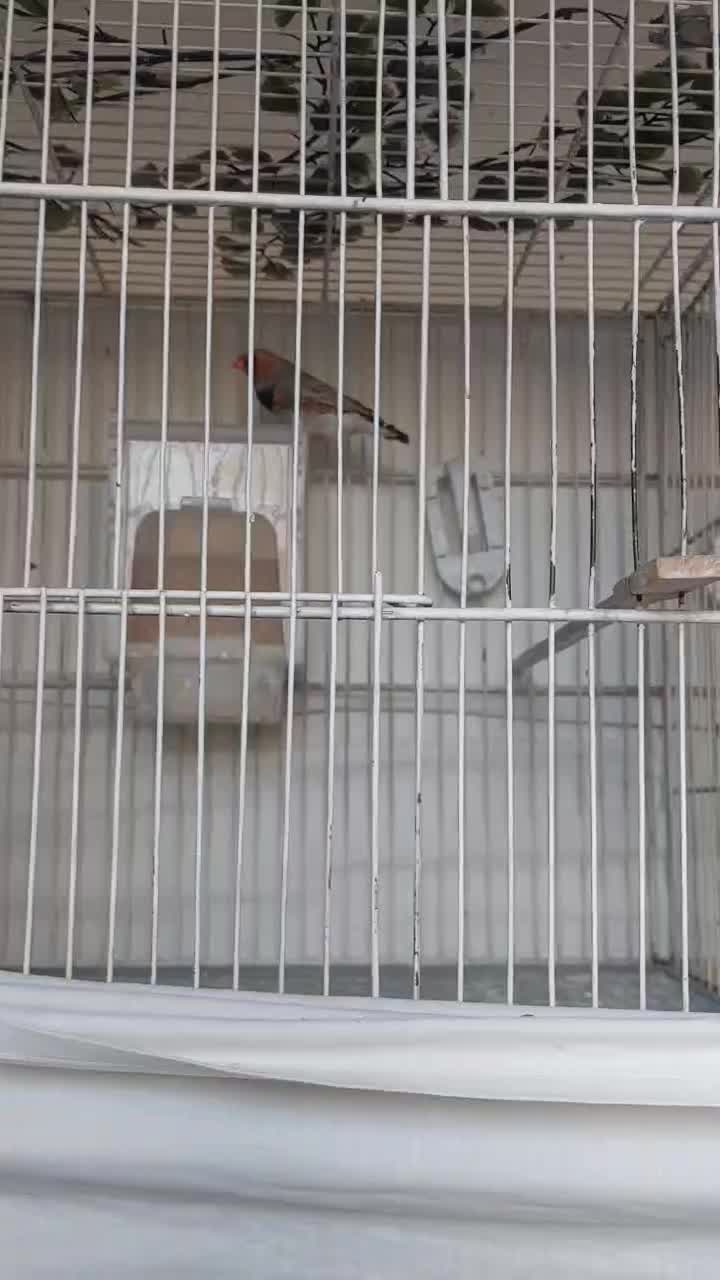 فنچ کینگ بلک فیس|پرنده|تهران, یافتآباد|دیوار