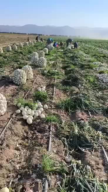 گروه پیاز کنی 12نفره باقیمت مناسب|خدمات باغبانی و درختکاری|جیرفت, |دیوار