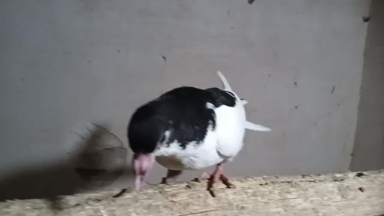 ساده|پرنده|فریمان, |دیوار