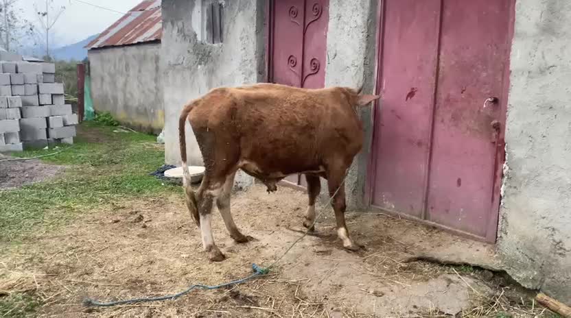 کوله چالوسی سر شاخ دار مناسب برای داشت|حیوانات مزرعه|گوراب زرمیخ, |دیوار