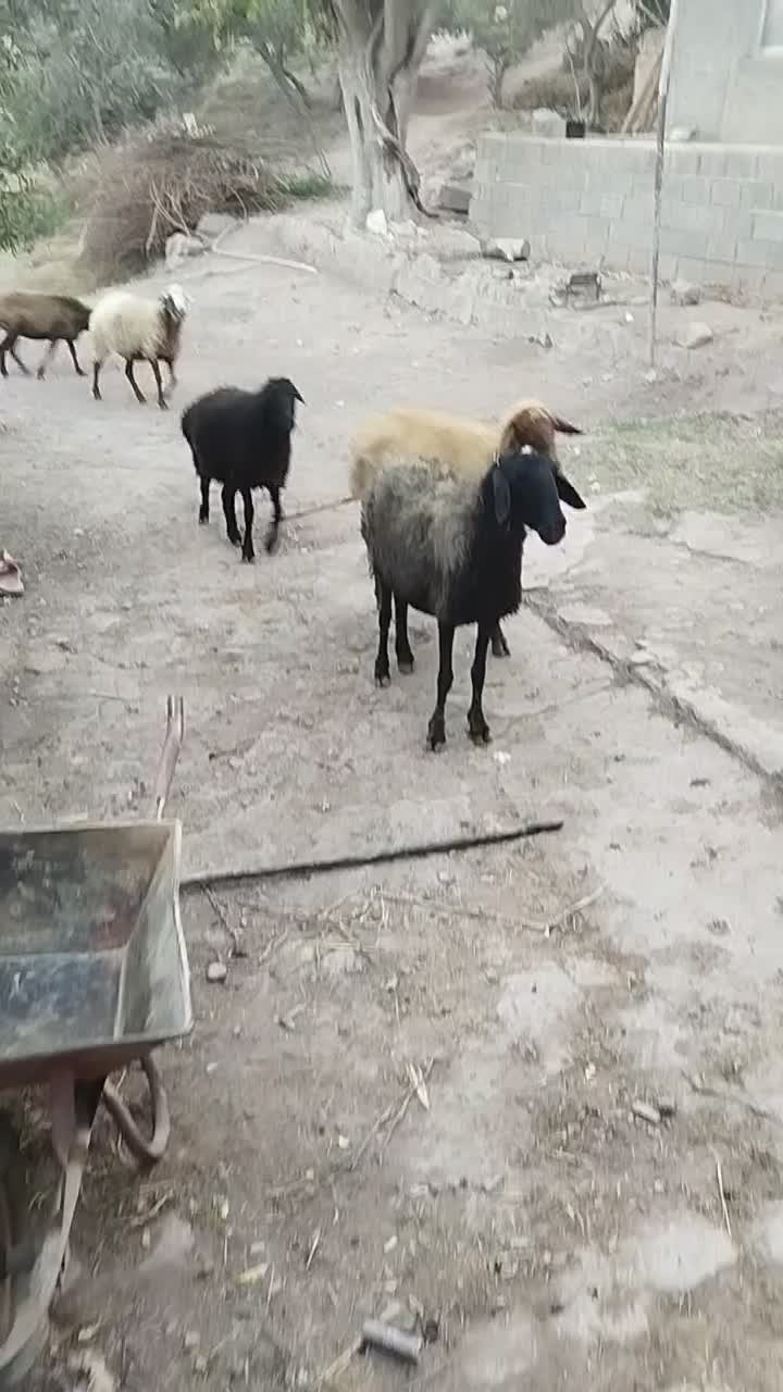 میش آبستن سنگین|حیوانات مزرعه|لوشان, |دیوار