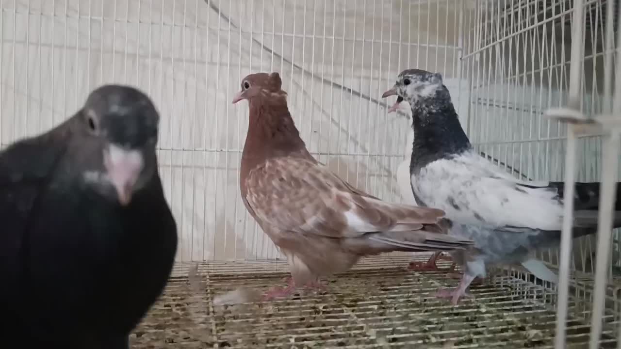 جوجه رنگی|پرنده|مشهد, کارمندان دوم|دیوار