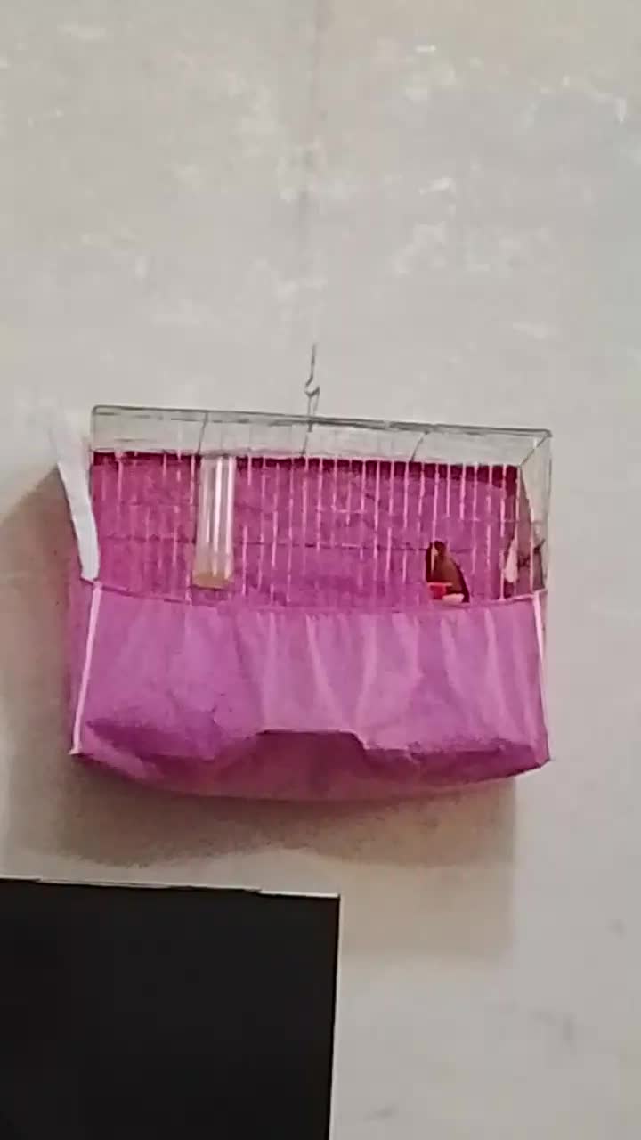 قناری نر دهن هم سهره لر داره کمی هم قناری|پرنده|محمدشهر, جعفرآباد|دیوار