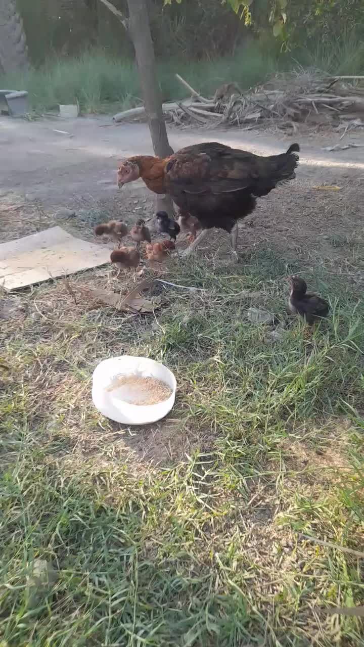 ماده مرغ با ۹جوجه|حیوانات مزرعه|میناب, |دیوار