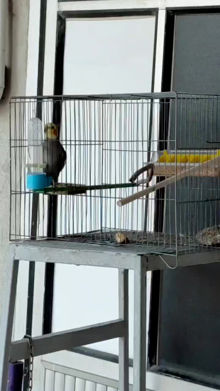 عروس هلندی نر سینامون|پرنده|پارسآباد, |دیوار