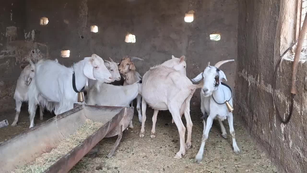 بز عشقی|حیوانات مزرعه|گلپایگان, |دیوار