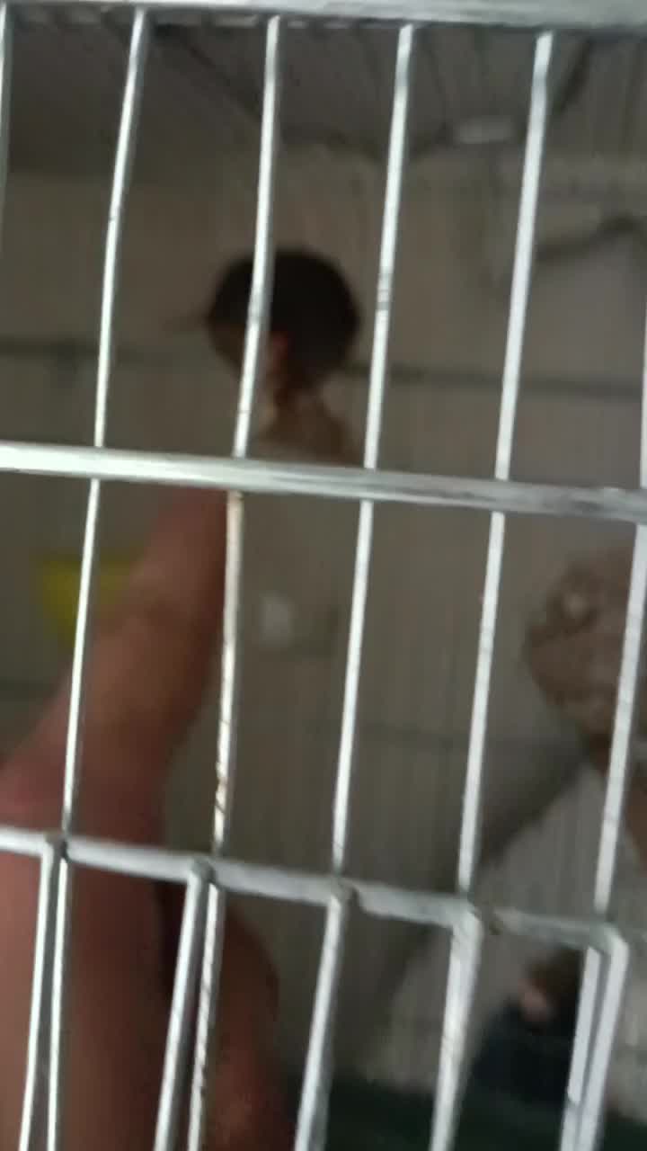 سهره قناری|پرنده|کبودرآهنگ, |دیوار