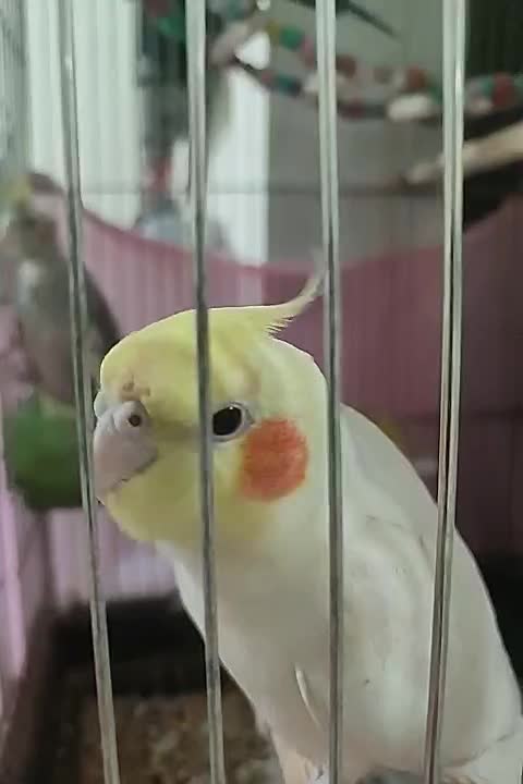 عروس هلندی|پرنده|محمدیه-قزوین, |دیوار