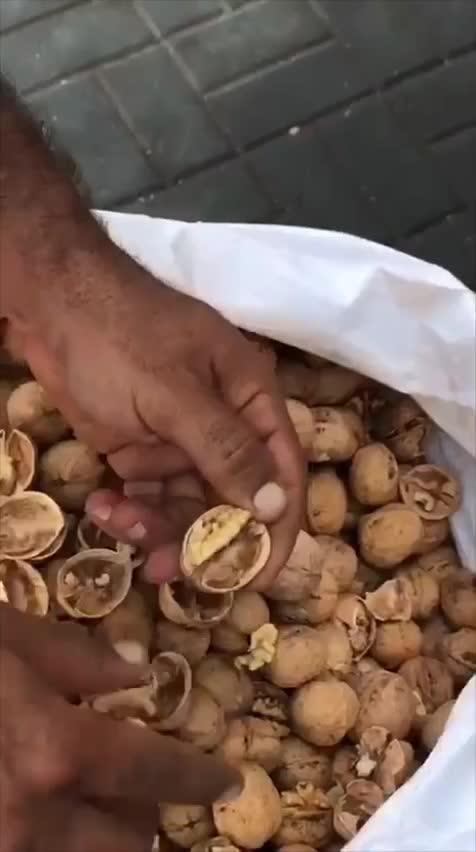 گردو پوست کاغذی چینی درصد بالا|عمدهفروشی|دیلم, |دیوار