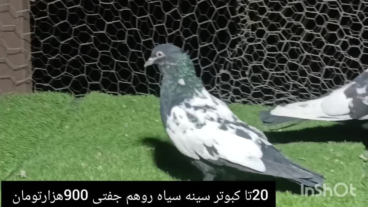 کبوتر سینه سیاه|پرنده|شیراز, شهرک گلستان|دیوار
