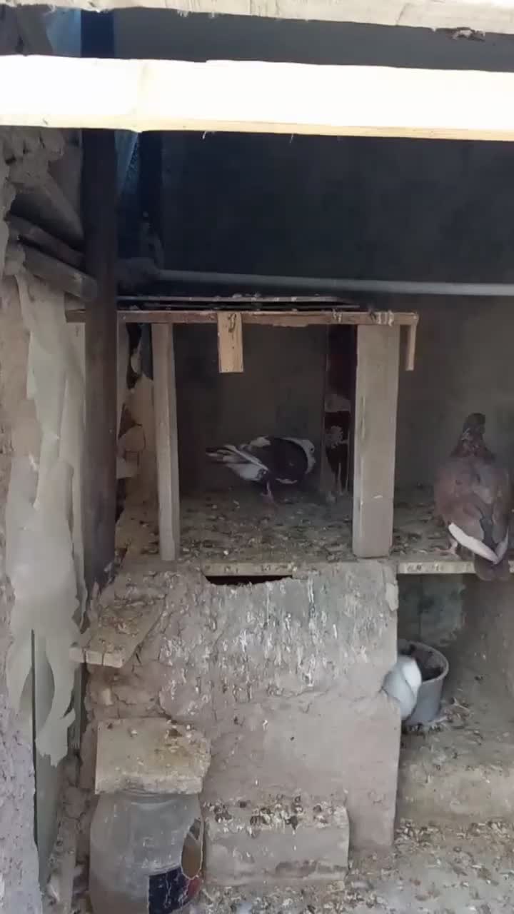 کله سفید نر|پرنده|سبزوار, زینبیه|دیوار