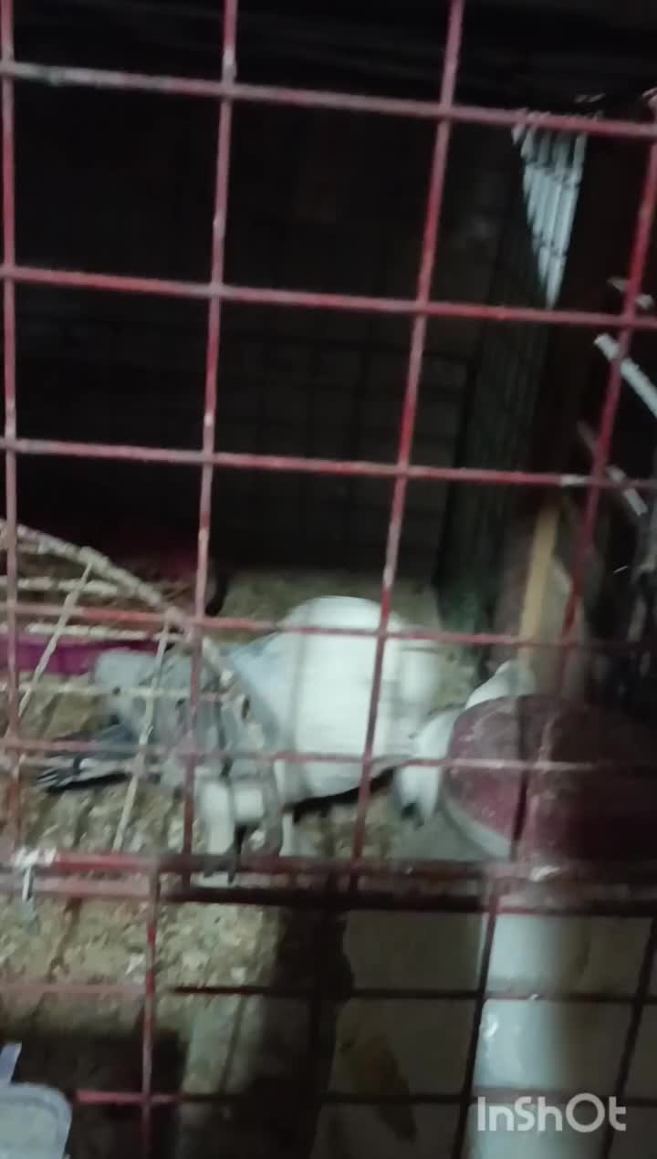 کبوتر ساتن بلژیکی آبی و هملت سیاه|پرنده|نجف‌آباد, کهریزسنگ|دیوار