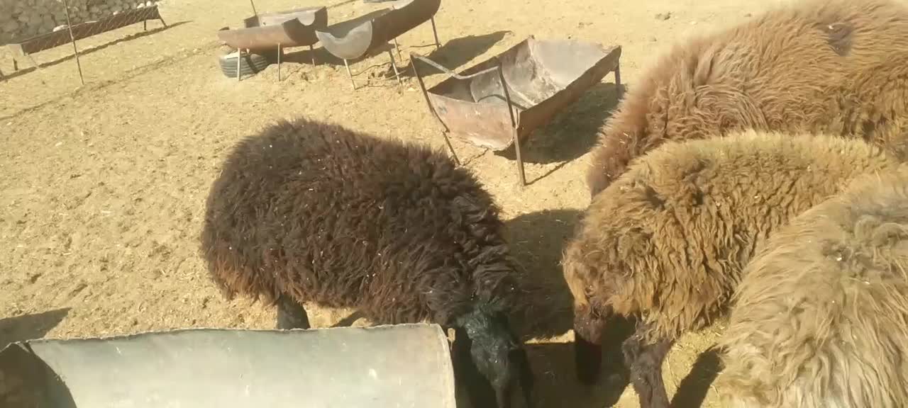 بره اورگانیک|حیوانات مزرعه|دامغان, |دیوار