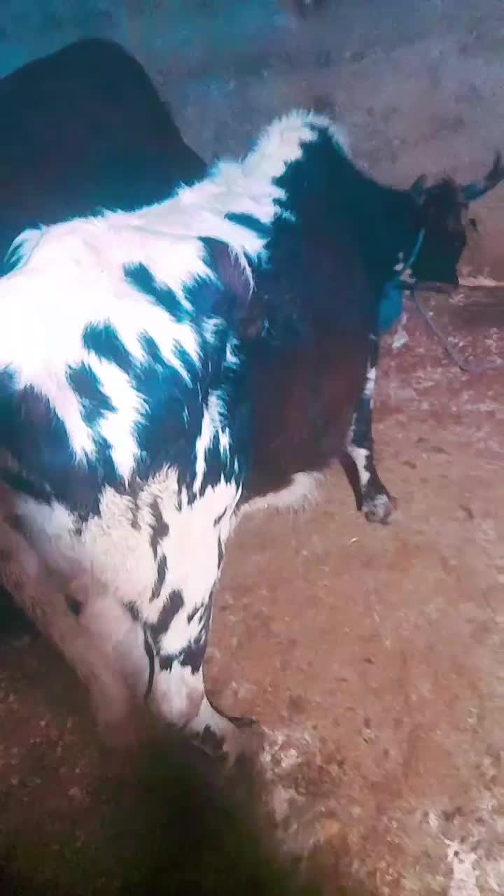 گاو محلی داشتی ۷ماه بالا ابستن تضمینی|حیوانات مزرعه|چالوس, |دیوار