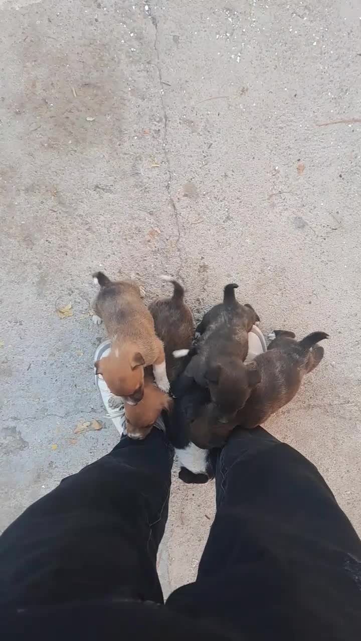 سگ پاکوتاه توله|سگ|قوچان, |دیوار