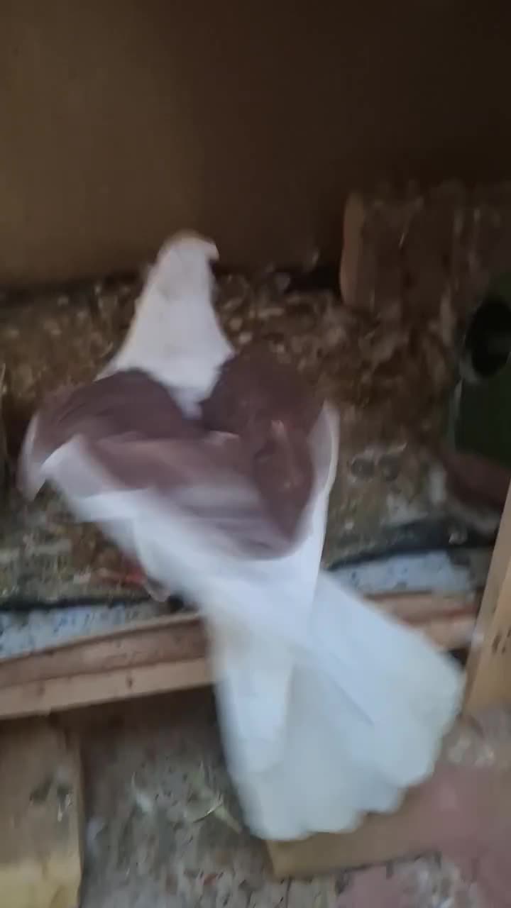 کفتر دوکت|پرنده|قم, باغ شریفی|دیوار