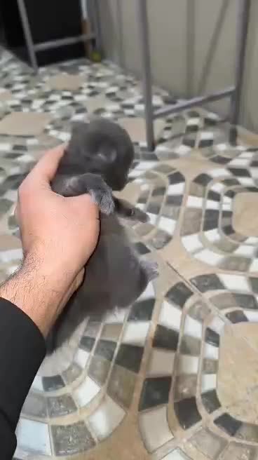 گربه اسکاتیش (مشکی)تحویل حضوری در اهواز|گربه|اهواز, زیتون کارمندی|دیوار