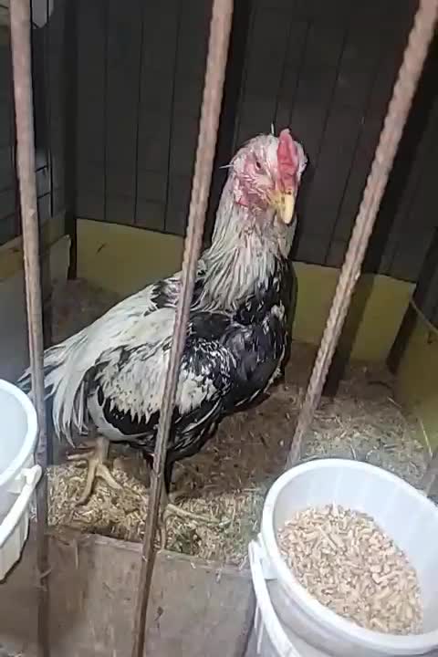 خروس لاری|حیوانات مزرعه|بابل, |دیوار