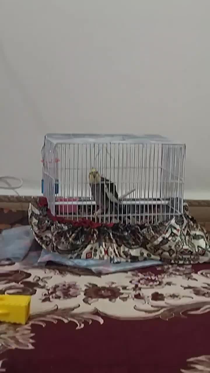 عروس هلندی|پرنده|حمیدیه, |دیوار