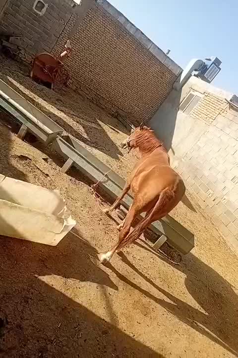 اسب|اسب و تجهیزات اسبسواری|چهاردولی, |دیوار