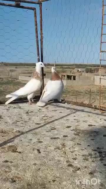 یک جفت طوقی|پرنده|تاتار علیا, |دیوار