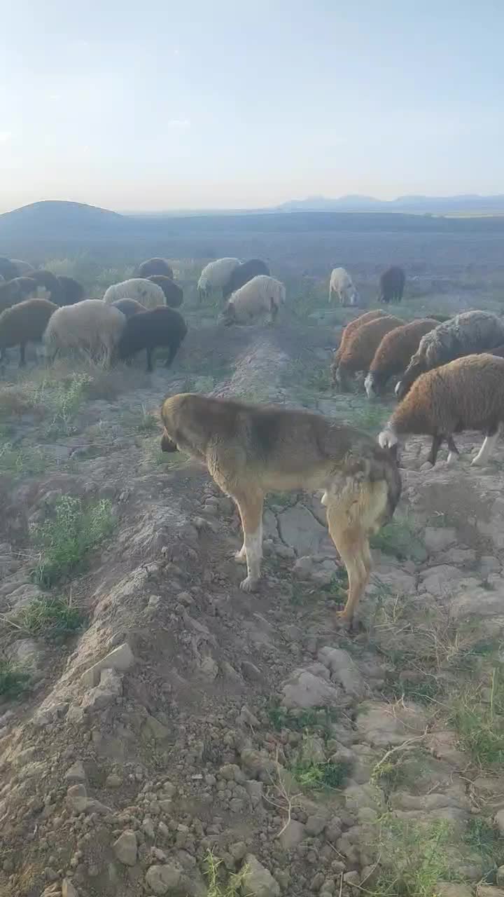 سگ گله|سگ|تربت جام, میان جام|دیوار