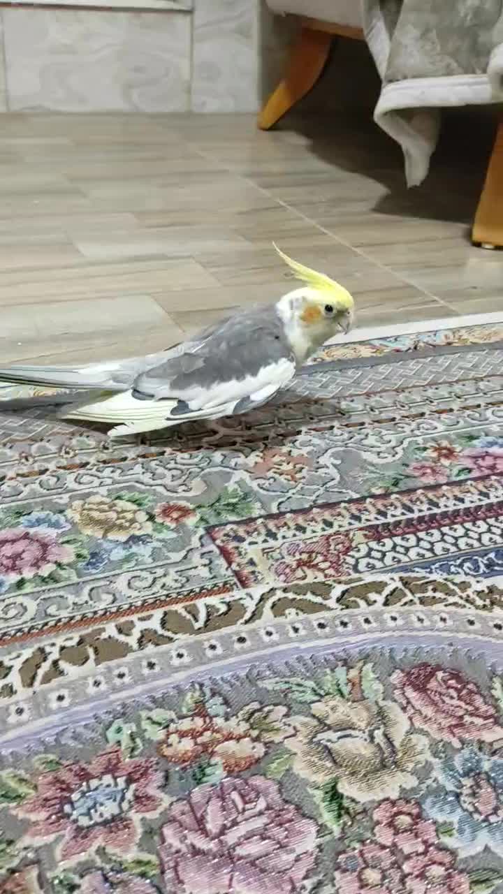 عروس هلندی جفت و باهوش|پرنده|شیراز, کوشک میدان|دیوار