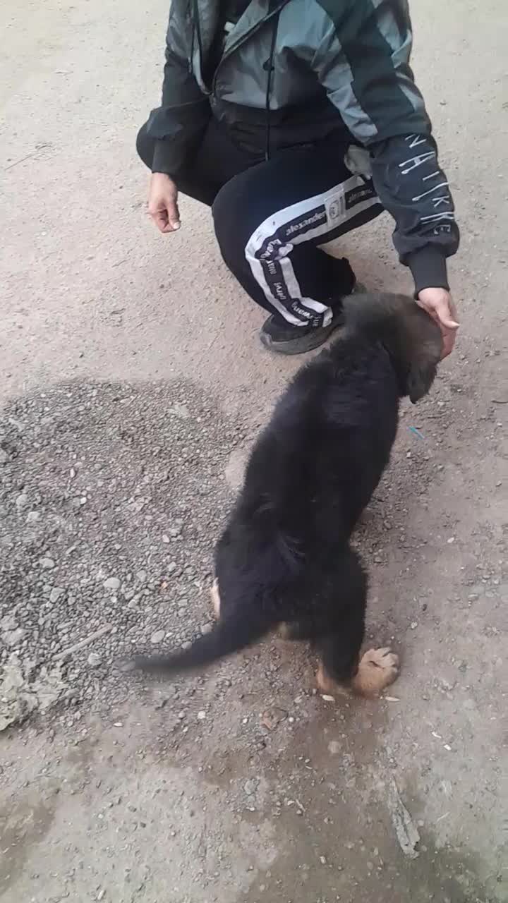 ژرمن شپرد|سگ|لاهیجان, قیام|دیوار