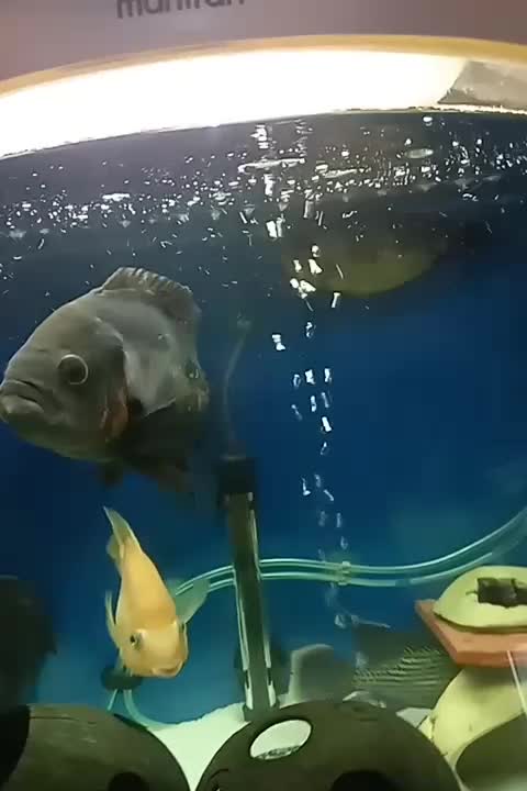 ماهی اسکار|ماهی|تهران, نظام‌آباد|دیوار