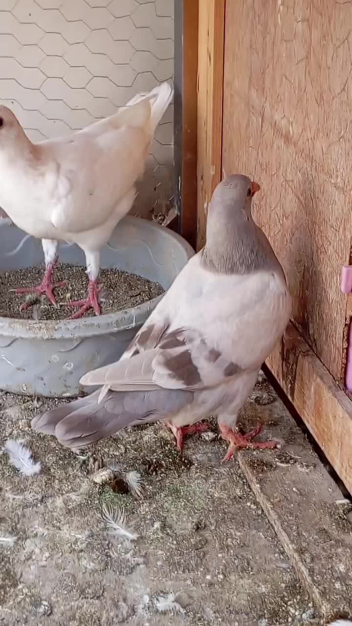 جوجه سارهفت رنگ|پرنده|گنبد کاووس, |دیوار