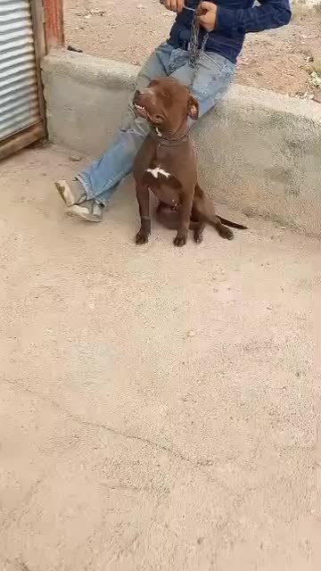 سگ پیتبول|سگ|اشتهارد, |دیوار