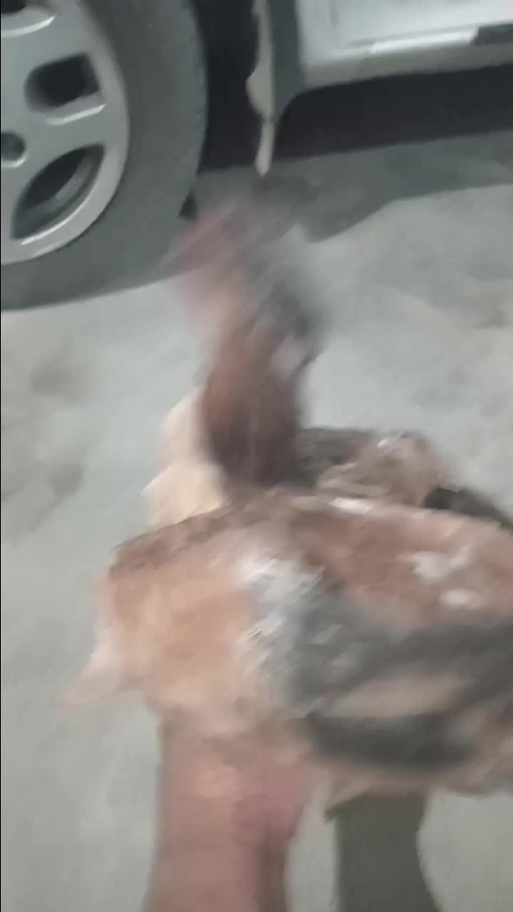 مرغ چابهاری|حیوانات مزرعه|میناب, |دیوار