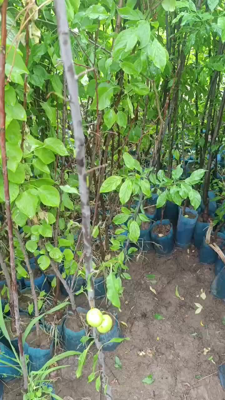 نهال های گوجه سبز و قرمز (چاقاله)گلدانی آماده کاشت|خدمات باغبانی و درختکاری|شیراز, شاهچراغ|دیوار