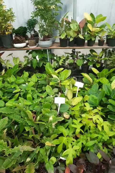 سانسوریا ، پتوس ، سرخس ،کروتون|گل و گیاه طبیعی|مشکیندشت, |دیوار