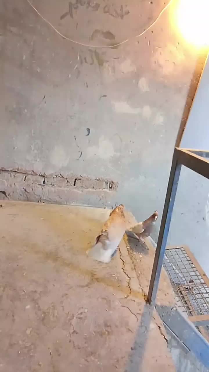 کبوتر صید|پرنده|مشهد, کوشش|دیوار