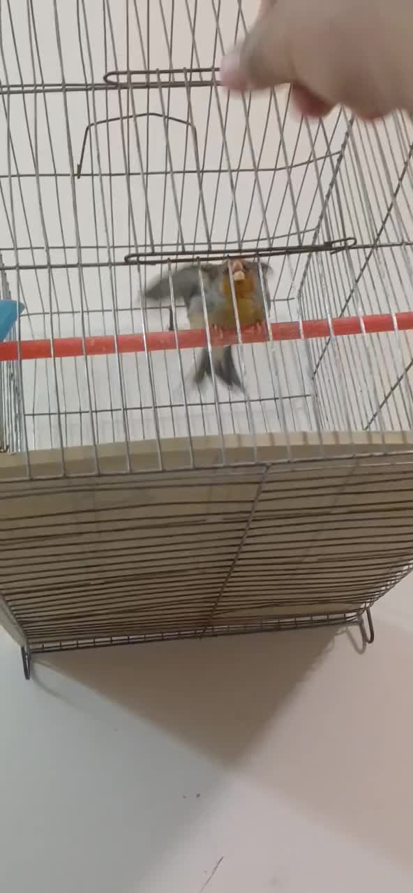 سهره قناری.سهره متولد قفس.سهره خاکی|پرنده|کرمان, |دیوار