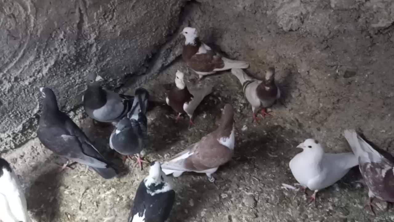 کبوتر|پرنده|آشخانه, |دیوار