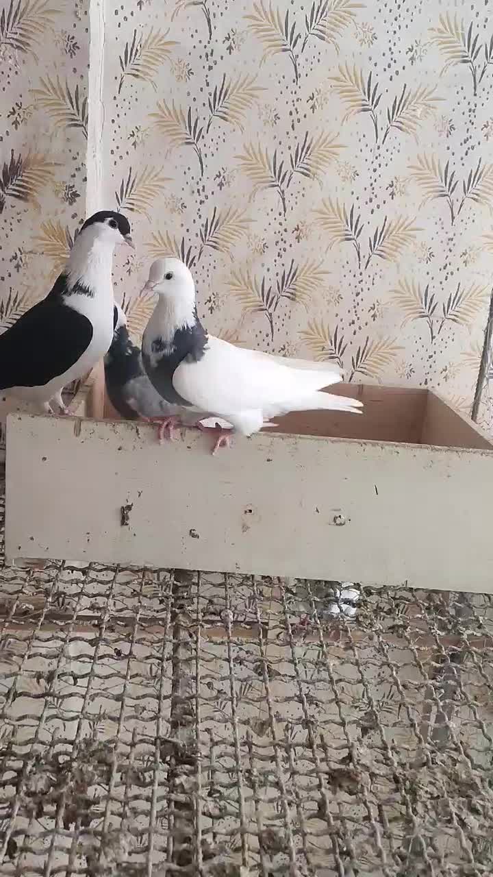 رنگی جوانه|پرنده|گنبد کاووس, |دیوار