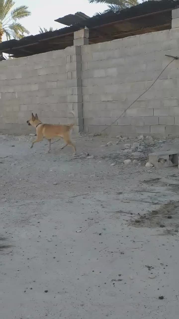 مالینویز|سگ|جهرم, |دیوار