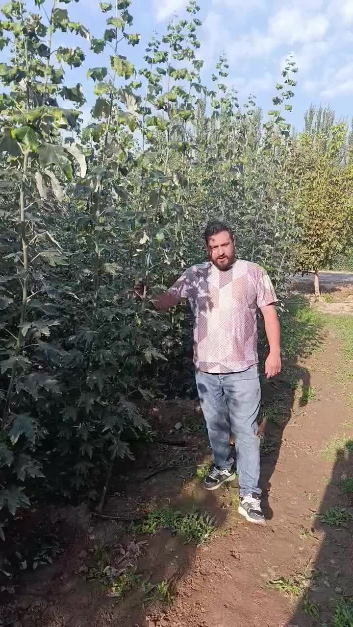 نهال پشت برگ نقره ای راجی سیاه کبوده خریداز تولیدی|خدمات باغبانی و درختکاری|زنجان, |دیوار