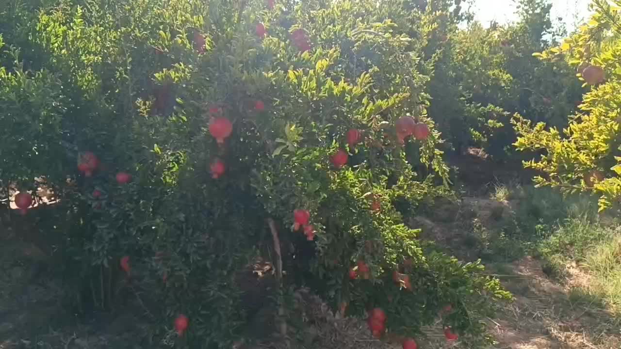 انار میوه بهشتی|خوردنی و آشامیدنی|اهواز, زیتون کارمندی|دیوار