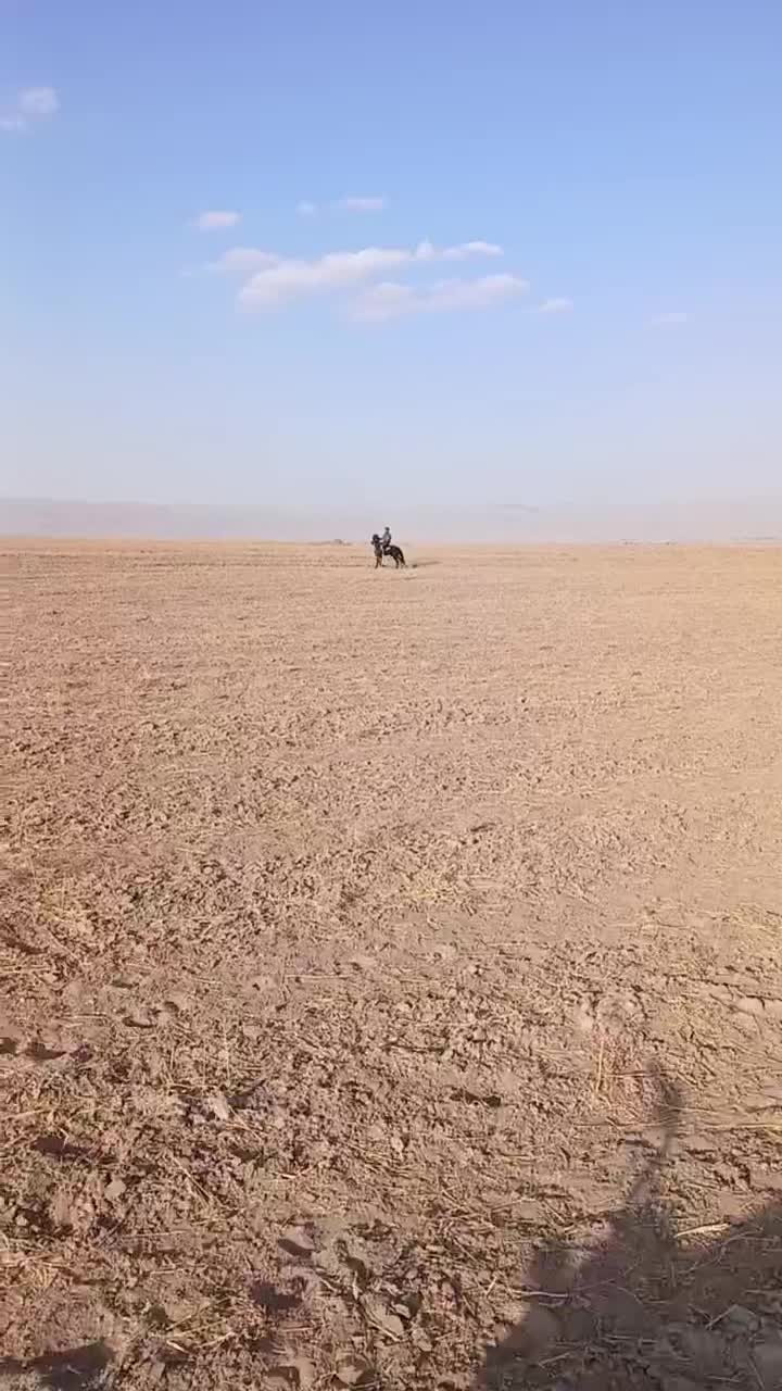 کره اسب نریان یورقه|اسب و تجهیزات اسبسواری|مشهد, گلشور|دیوار