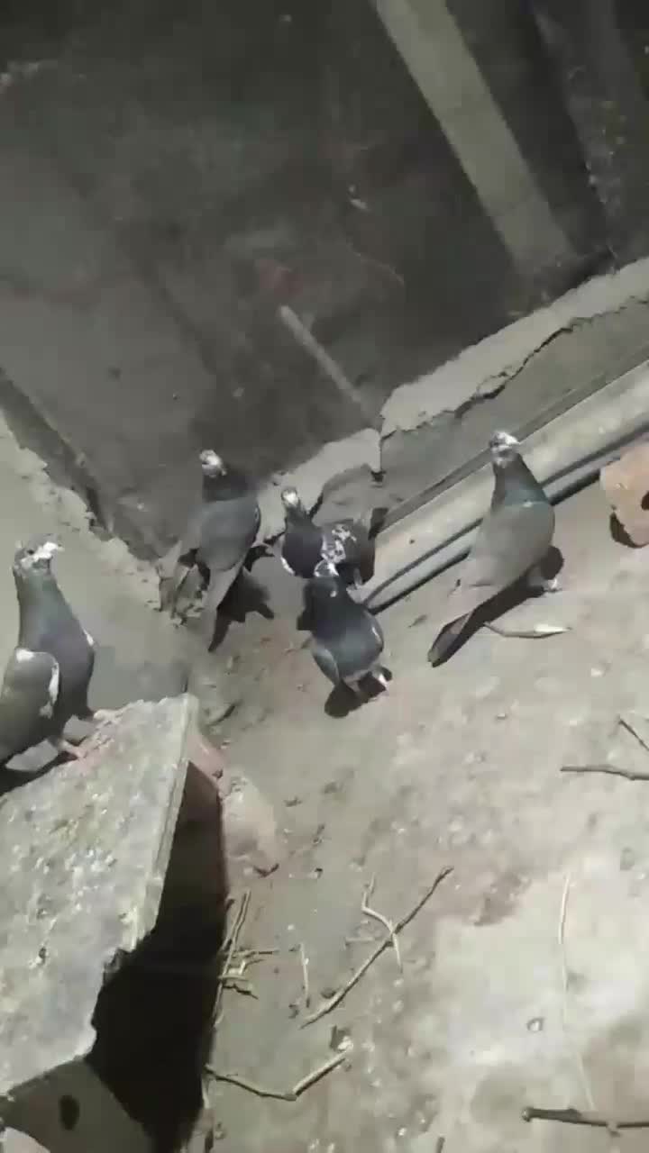 کبوتر دورگ مگسی|پرنده|ایرانشهر, |دیوار