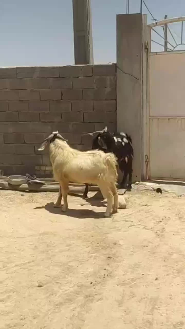 دوبر|حیوانات مزرعه|زرین دشت (فارس), |دیوار